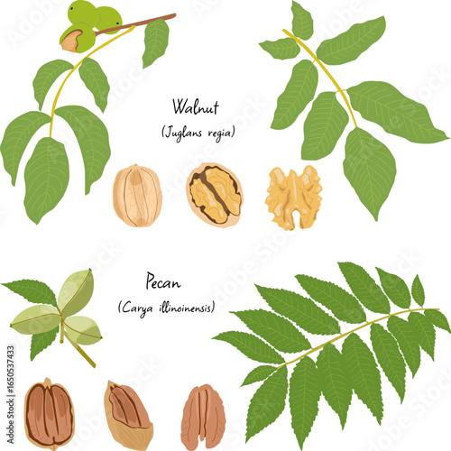 Walnut and pecan nut with leaves, twigs, nut kernels and fruits, botanical illustration of nuts set with English and Latin names
