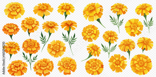A beautiful collection of watercolor marigold flowers, featuring vibrant yellow and orange blossoms with green stems and leaves, isolated on a transparent background.