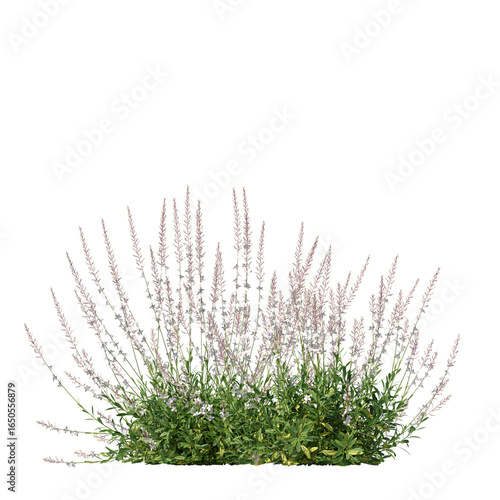Gaura lindheimeri Flowering Plant Isolated on Transparent Background for Landscape and Garden Design