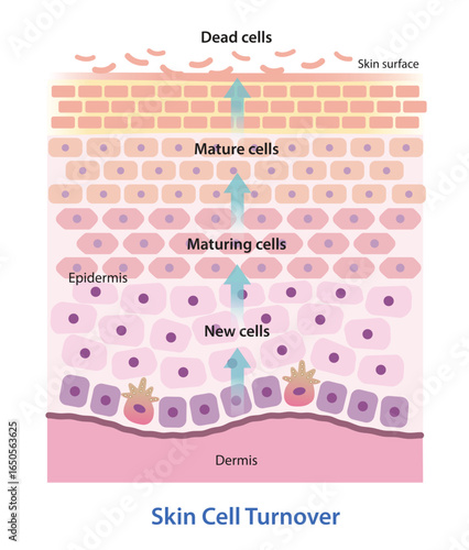 Skin cell turnover vector illustration isolated on white background. The process of shedding of dead skin cells and replacement with younger cells. As we age, cellular turnover rates slow down.