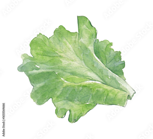 Watercolor salad leaf on a white