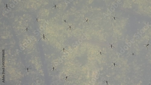 Water strider, insect moves on the surface of water. Rivers and bays, small floating beetles. Nature.
