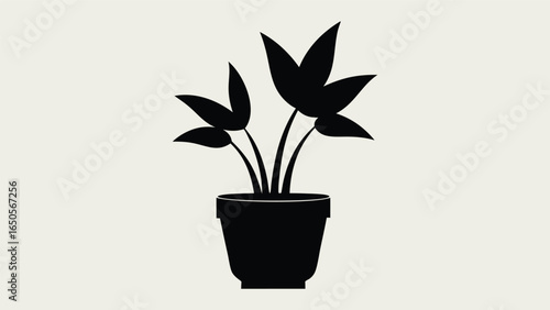 Flowering houseplant in a small potted plant isolated on white background