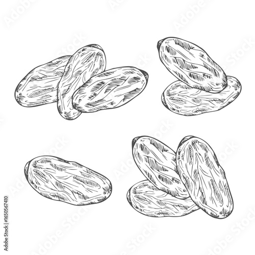 Vector Illustration of Date Fruit.