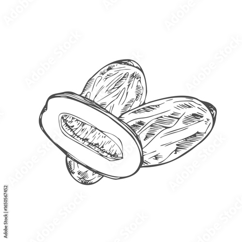 Vector Illustration of Date Fruit.