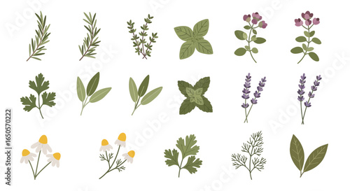 A diverse collection of illustrated culinary herbs and aromatic flowers in a flat, textured style.