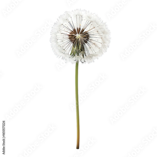 Wallpaper Mural Close-up of a dandelion seed head.  White fluffy seed-balls cluster around a brown central disk, atop a slender green stem.  Isolated on black background Torontodigital.ca