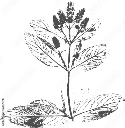 Photos Mint (Mentha Piperita) imprint stamp plant with inflorescence with flowers in bloom