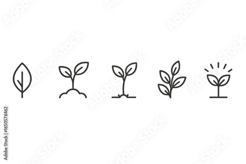 Linear growth stages of plants depicted in simple black outline icons