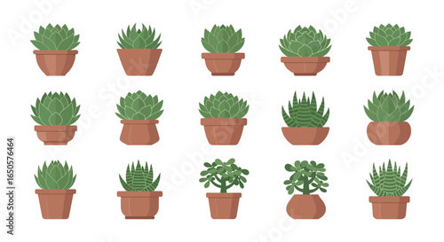 Collection of Potted Succulents with Various Shapes and Textures in Brown Pots