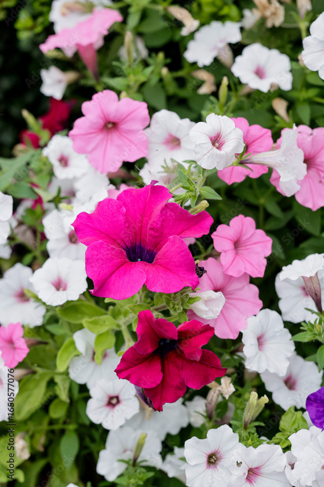 Naklejka premium Petunia, namely surfinia. Petunias mixed colors in the garden. Colorful common garden petunias. Petunias floral background