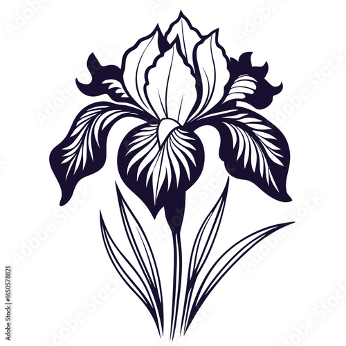  iris siberian  line art vector on white background