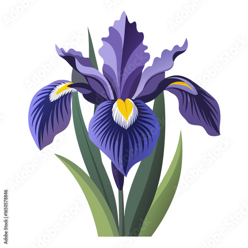  iris siberian vector on white background