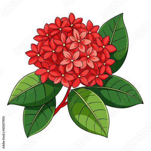 ixora vector  on white-background