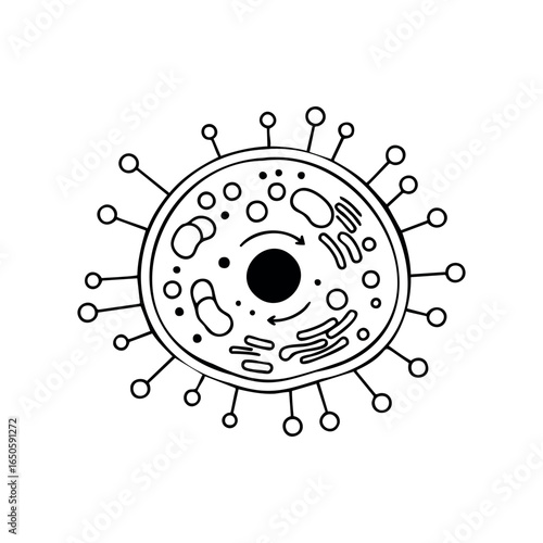 Detailed black and white diagram of a bacterial cell structure with labeled organelles