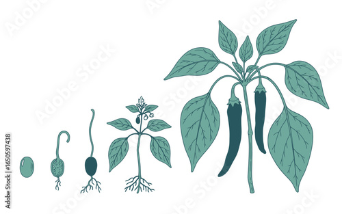 Chili Pepper Plant Life Cycle Illustration Showing Growth Stages from Seed to Mature Plant with Ripe Peppers
