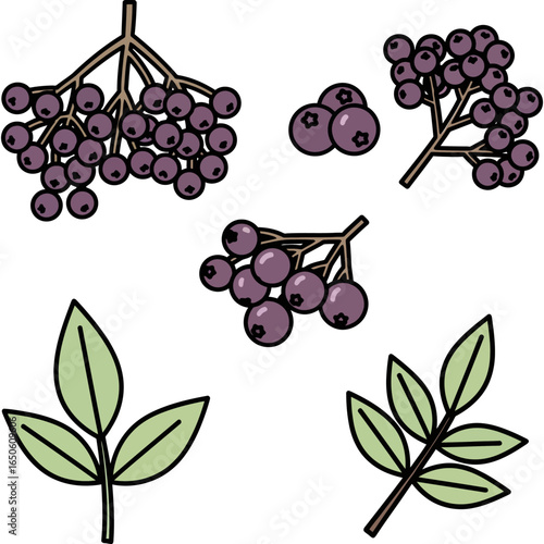 Elderberry plant illustration set. Collection of isolated black elder (Sambucus) berries and green leaves for herbal medicine design.