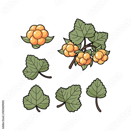 Cloudberry Illustration A Colorful Vector of a Delicious and Nutritious Wild Berry with Leaves