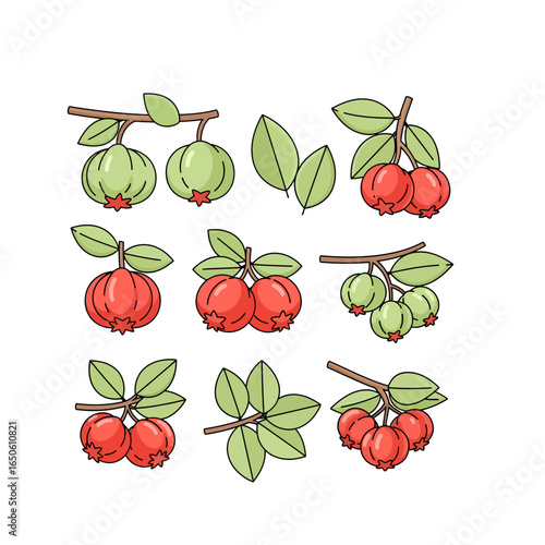 Collection of Fresh Red and Green Berries on Branches with Leaves, Hand-Drawn Style