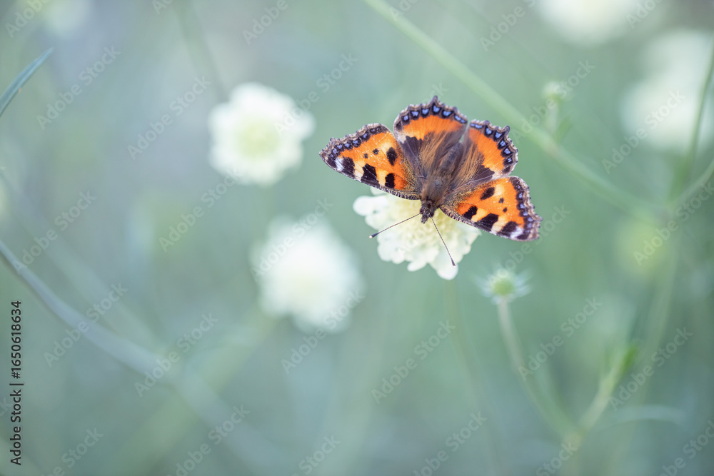 Obraz premium Small tortoiseshell butterfly (Aglais urticae) befor greenish-blue background. Space for your text.