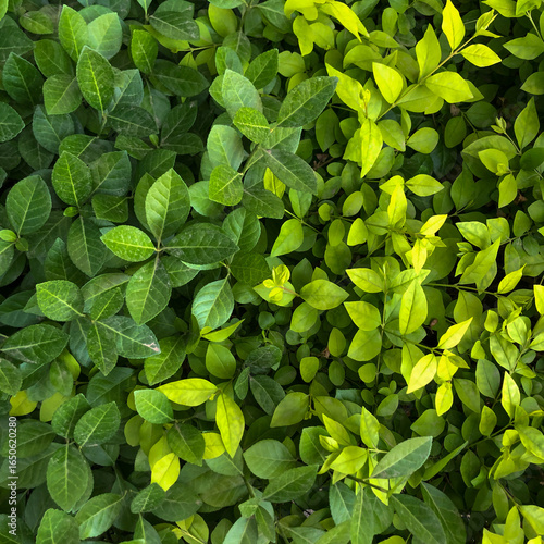 Vibrant Green and Yellow Leaves in a Dense Plant Arrangement