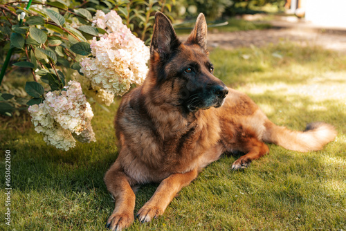Portrait of an adult German shepherd dog in a garden. Purebred dog lying on the grass with flowers in the yard in summer.	
