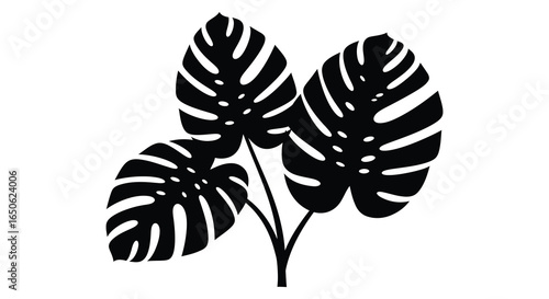 Monstera deliciosa plant with large leaves on white background