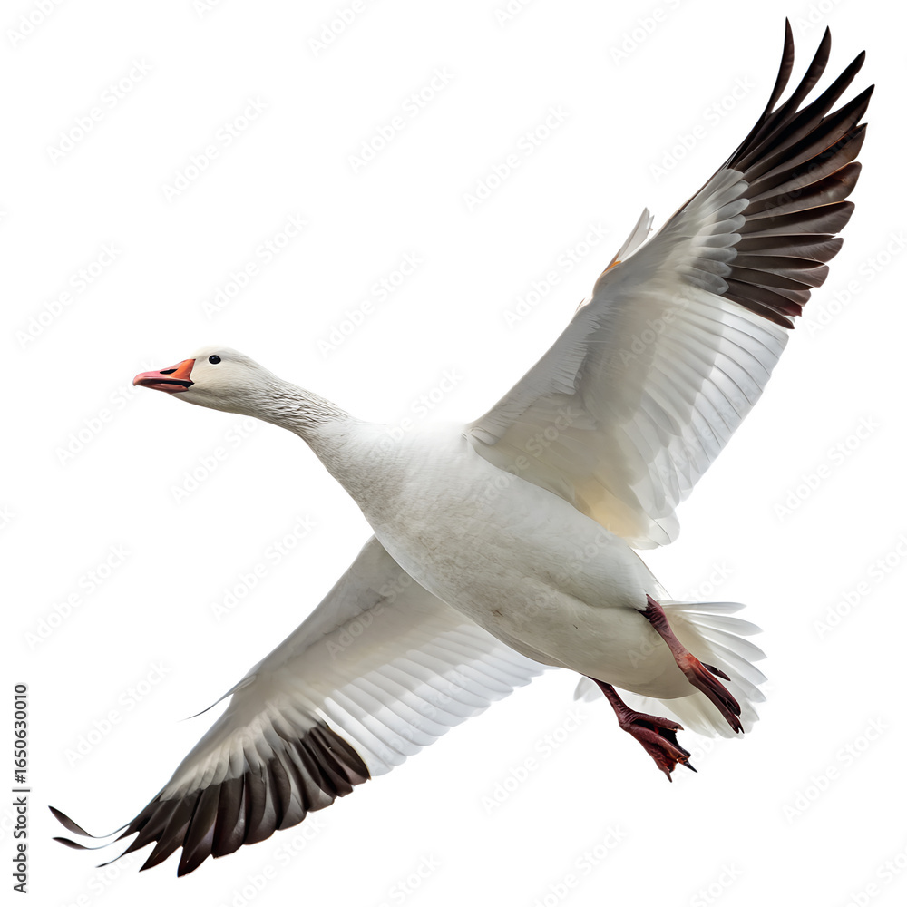 Naklejka premium Snow goose in flight isolated on transparent background, showcasing its white plumage and dark wingtips in a natural setting
