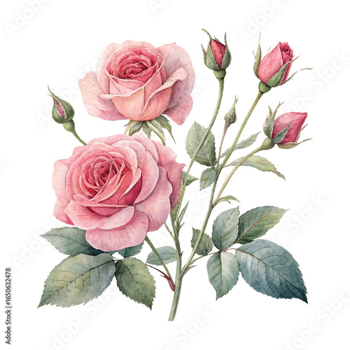 Vector art of a beautiful watercolor illustration of pink roses in full bloom and budding, showcasing delicate petals and lush green leaves, isolated on white background