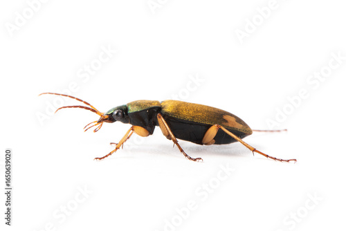 Fotografie brown bombardier beetle isolaed on white background