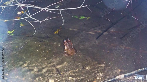 Sulawesian toad (Bufo celebensis, Ingerophrynus celebensis) in rain forest of North Sulawesi Island, endemic threatened (IUCN) species. Soputan, Indonesia. Exotic nature filming