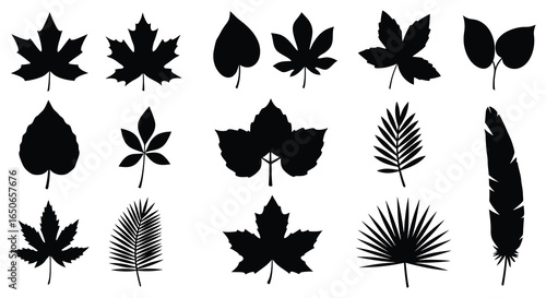 Collection of various leaf silhouettes on a white background