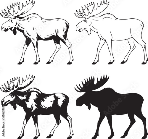 Two line art and two silhouette moose walking on white background animal wildlife