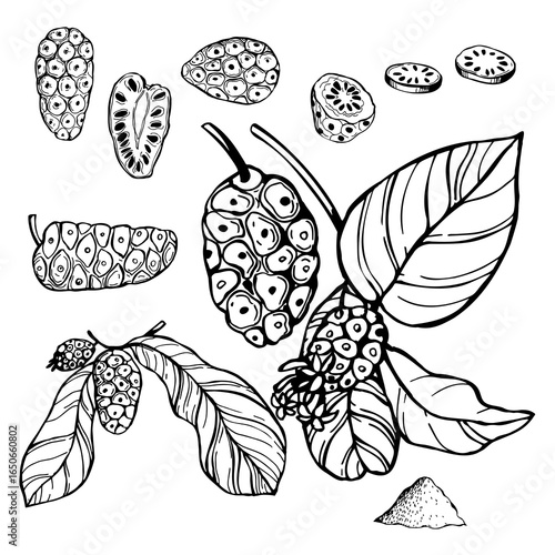 Hand-drawn Noni fruit  (Great morinda, Tahitian noni, Indian mulberry, Beach mulberry , Morinda citrifolia). Vector sketch illustration.