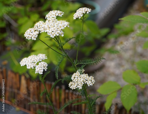 close-up image of potted yarrow plant (Achillea millefolium) in bloom