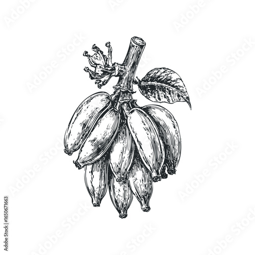 Black ink sketch of a banana bunch with leaf and stem on white background