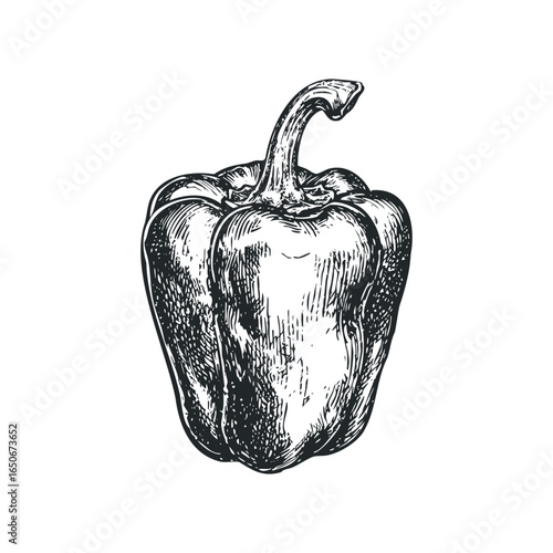 Hand Drawn Bell Pepper Isolated on White Background