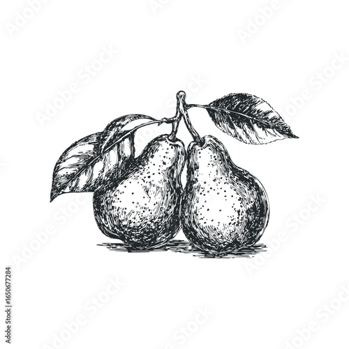 Vintage sketch of two pears with leaves on a branch