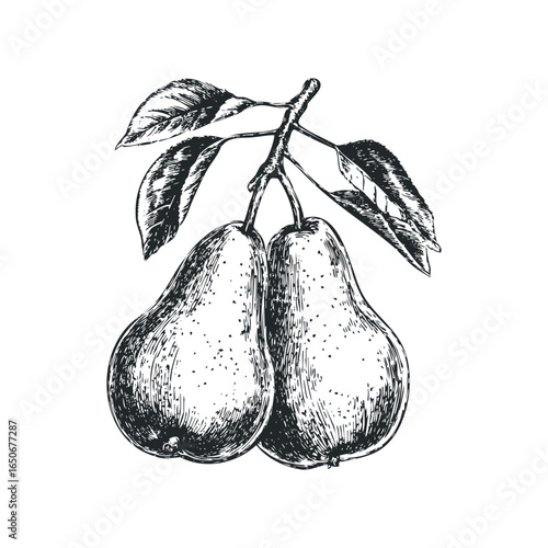 Hand drawn sketch of two ripe pears with leaves on a branch