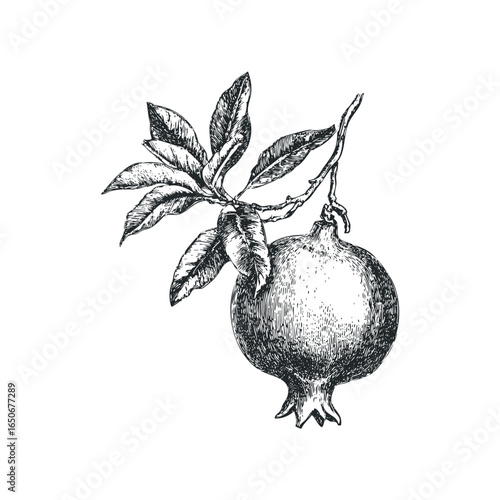 Detailed ink sketch of a ripe pomegranate hanging from a branch with leaves