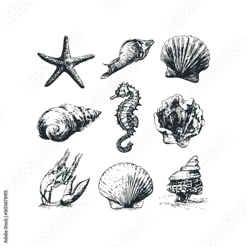 Collection of Hand Drawn Seashells and Seahorse on White Background