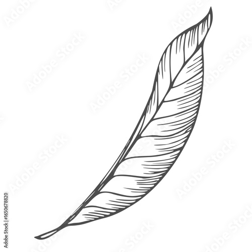 Vector graphic monochrome floristic base with leaves. Simple leaf sketch