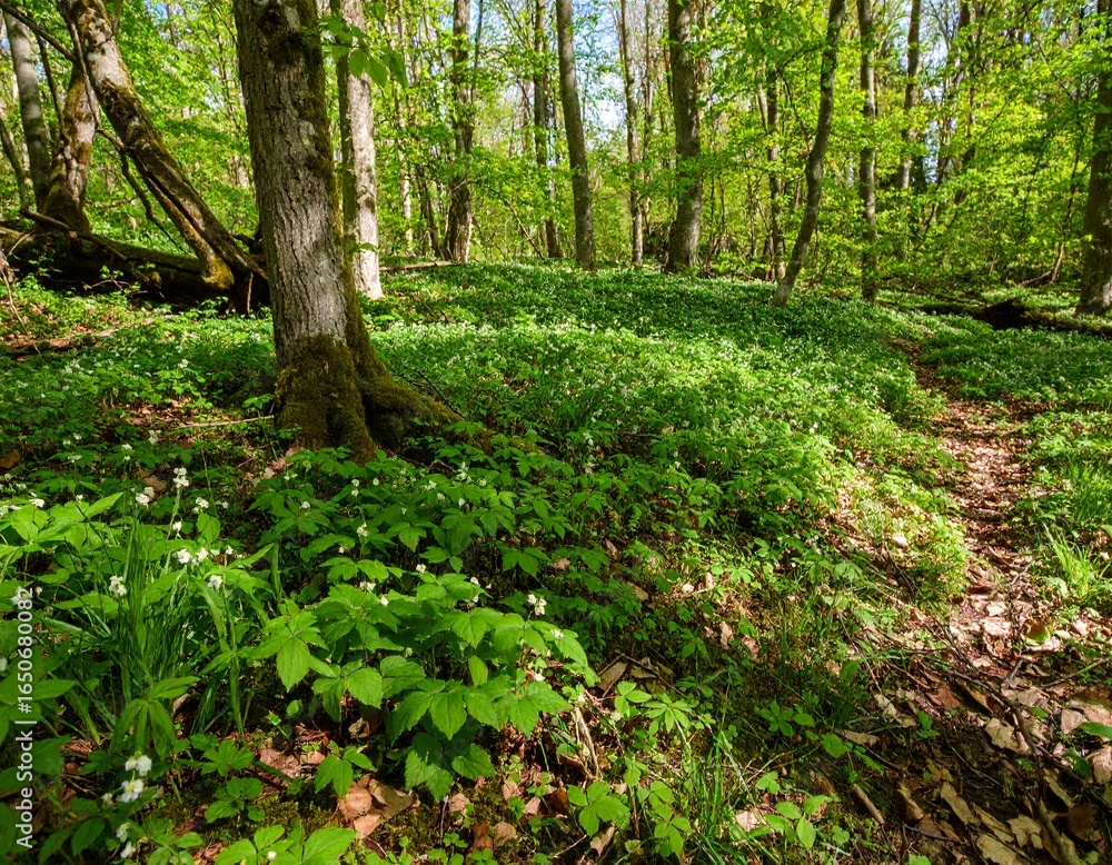 Fototapeta premium Sunlight filtering through the canopy of a serene green forest, illuminating a lush carpet of vibrant spring foliage on the woodland floor.