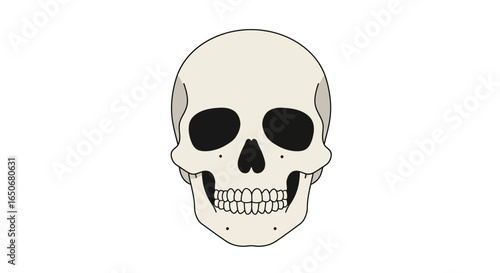 Human Skull Frontal View A Detailed Illustration of a Skeleton's Head, Perfect for Medical or Halloween Themes
