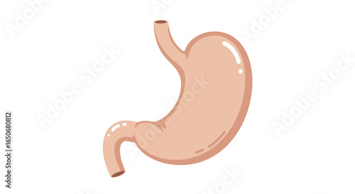 Illustrated Human Stomach A Detailed Anatomical Representation for Medical and Educational Purposes