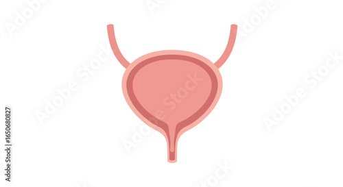 Anatomy of the Human Bladder A Vector Illustration