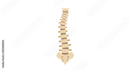 Illustration of a Human Spine showing the natural curvature and a mild scoliosis curve on a white background