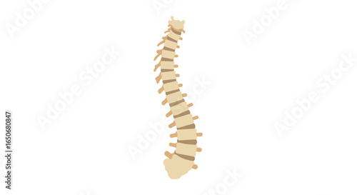 Illustration of the human spine showcasing anatomical structure and health