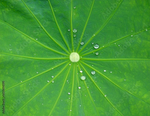 Raindrops on Lotus Leaf