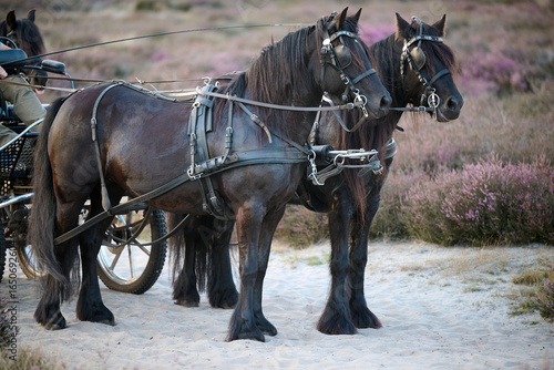 Φωτογραφία two fell ponies pulling a carriage on the heath